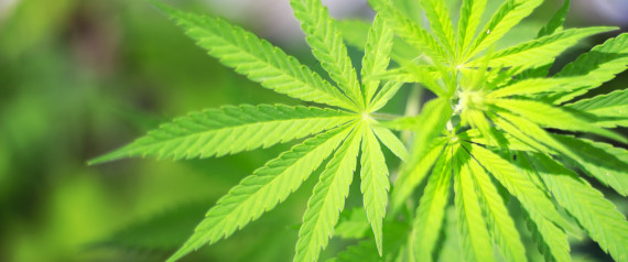 n-MARIJUANA-large570