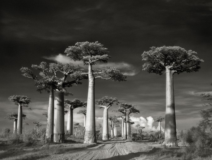 Avenue-of-the-Baobabs-LGneg-2015-copy