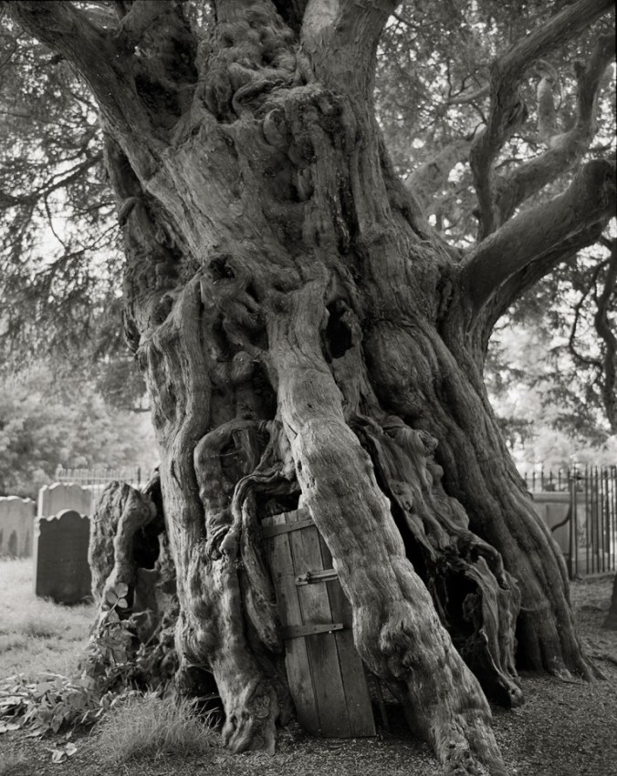 Crowhurst-Yew-copy-768x967