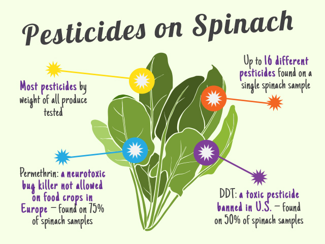 EWG_Email_SpinachGraphic1_C01